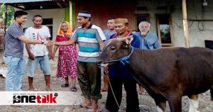 Ramdhan Mapaliey Serahkan 5 Sapi Kurban di Lima Kecamatan Gorontalo Utara