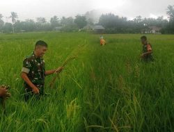 Babinsa Koramil 1314-01/Kwandang Bantu Petani Atasi Serangan Hama Tikus di Desa Bulalo