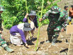 Kodim 1304/Gorontalo Dukung Swasembada Pangan melalui Gerakan Tanam Padi Gogo di Bone Bolango