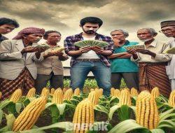 Petani Jagung Gorontalo Utara Tercekik Tengkulak, Ismail Musada Desak Presiden Prabowo Berantas Mafia Harga