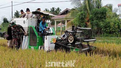 Sinergi Kodim 1314/Gorut dan Pemda Dukung Swasembada Pangan, Panen Raya dan Penanaman Perdana di Gorut
