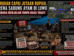 Taruhan Capai Jutaan Rupiah, Arena Sabung Ayam di Luwu Diduga Berjalan Tanpa Rasa Takut